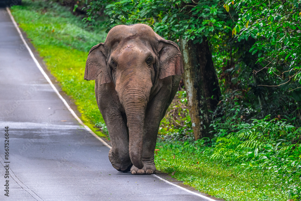 Fototapeta premium Its body is gray, its snout is called the trunk. The trunk of the Asian elephant has only one beak. Nakhon Ratchasima, Thailand.