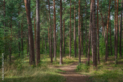 Pine forest in the forest park zone (Upper Park) on the Baltic Sea coast on a sunny summer day, Sestroretsk, Kurortny District, Saint Petersburg, Russia