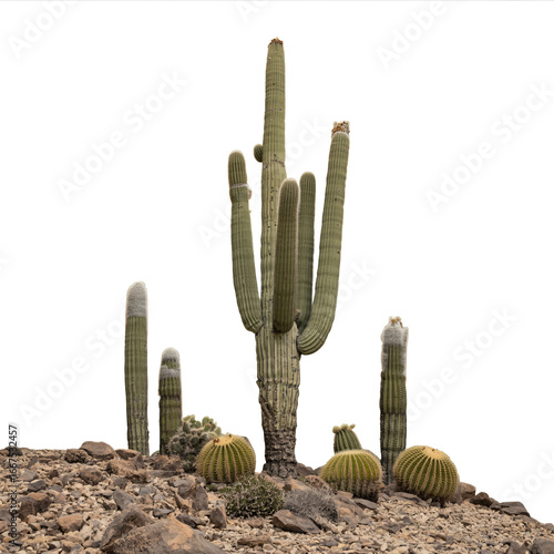 Saguaro cactus and desert plants isolated on transparent background