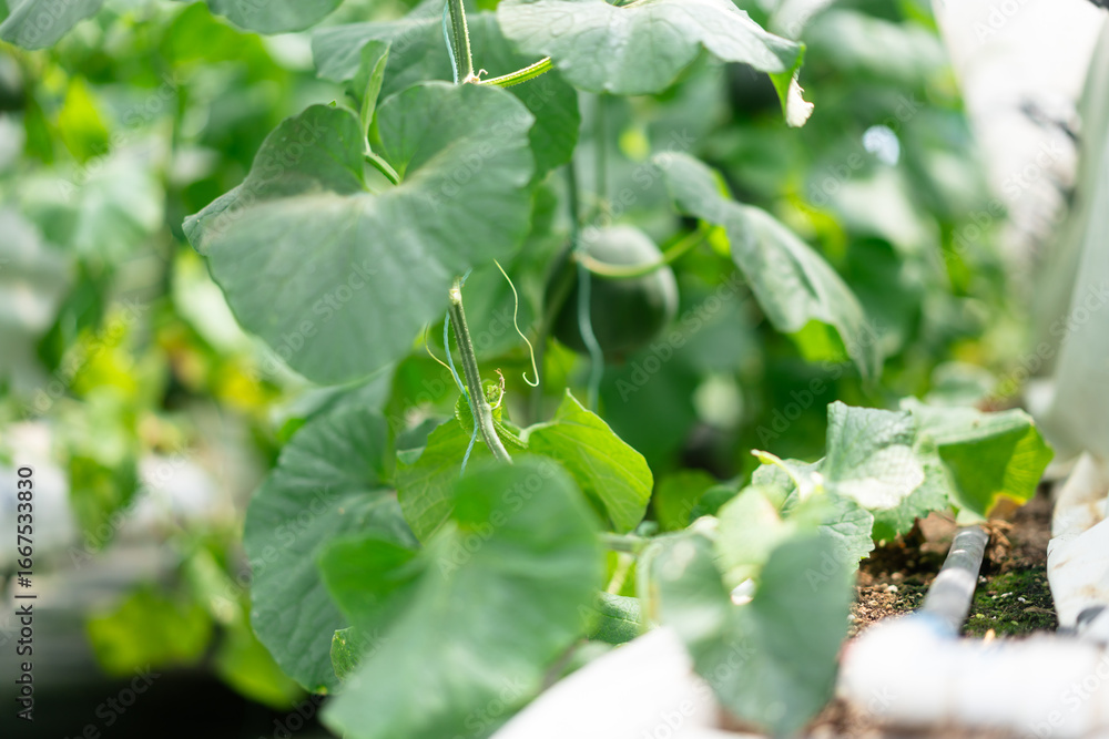 Obraz premium Vegetables in a vegetable greenhouse