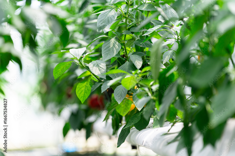 Obraz premium Vegetables in a vegetable greenhouse