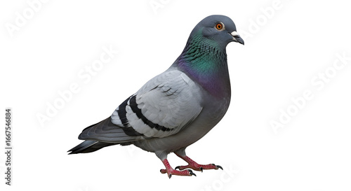 Beautiful pigeon standing against a in studio shot
