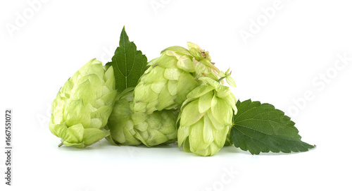 Fresh green hops and leaves are isolated on a pristine white background.