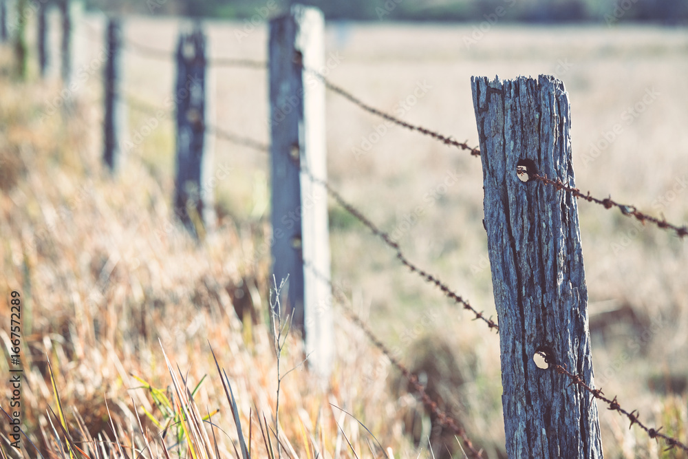 Fototapeta premium rural barbed wire fence, old weathered timber posts, golden sunlight paddock agriculture