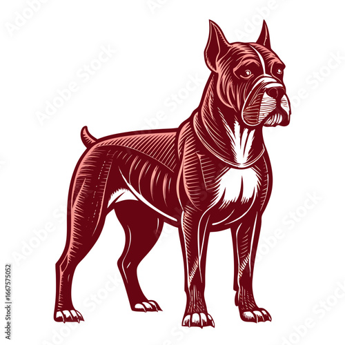 Bold Boxer Dog stands alert, powerful stance, striking linework, loyal companion, protective guardian, breed illustration