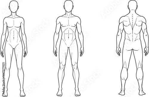 Human anatomy illustration set, male and female muscle structure, front and back body view, medical reference, physiology chart, educational vector design