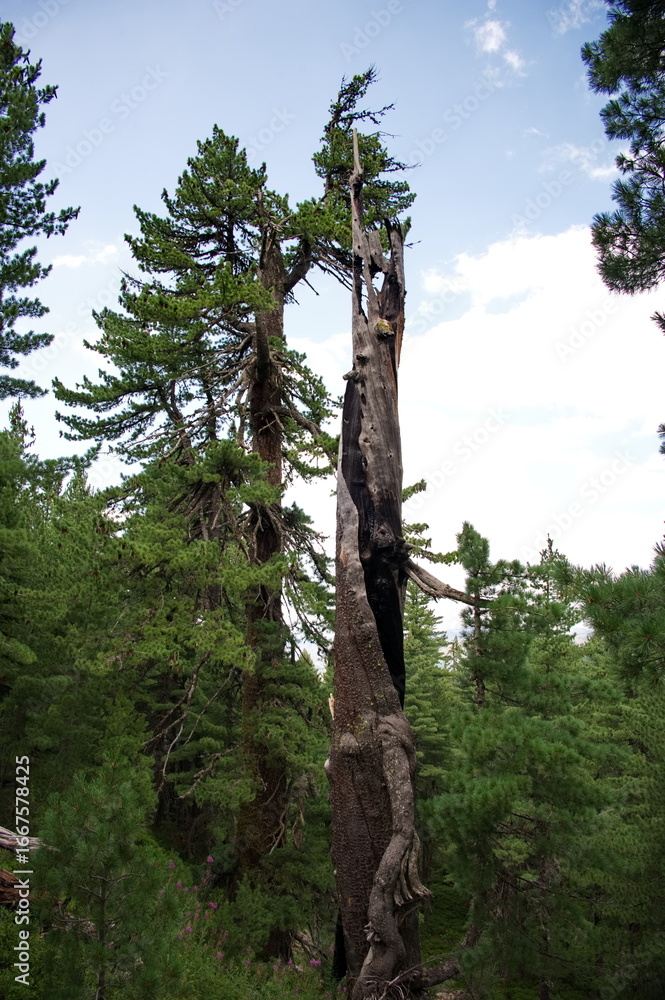 Fototapeta premium A bare tree in the forest struck and burned by lightning