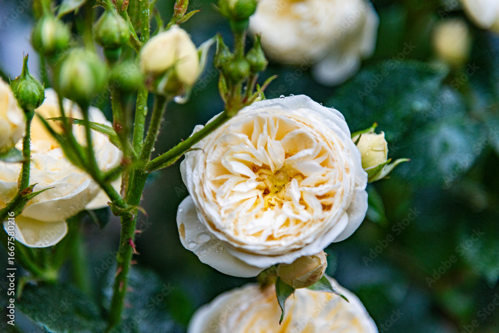Obraz premium White rose (Rosa) - beautiful, fresh and soft flower on the green deep background. 