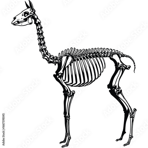 Llama Skeleton Anatomy Illustration Black White bones zoology animal black and white monochrome graphic vector artwork art design science