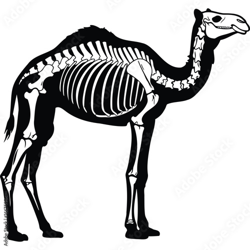 Camel Skeleton Anatomy Black White Illustration bones black and white zoology biology veterinary science education textbook diagram animal