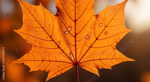 Wallpaper Mural Autumn Maple Leaf Close Up. Torontodigital.ca