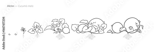 Melon Life Cycle - Botanical monochrome black and white hand drawn vector Illustration