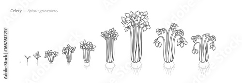 Celery Life Cycle - Botanical monochrome black and white hand drawn vector Illustration