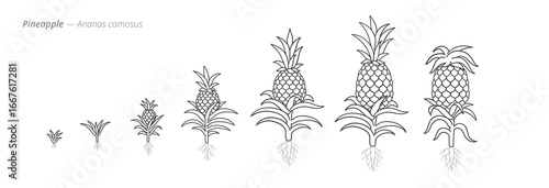 Pineapple Life Cycle - Botanical monochrome black and white hand drawn vector Illustration