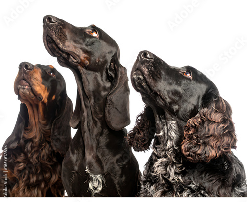 Three dachshund dogs looking up isolated on transparent background