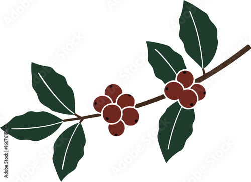 Coffee Branch with Berries and Leaves Illustration green red brown plant vector