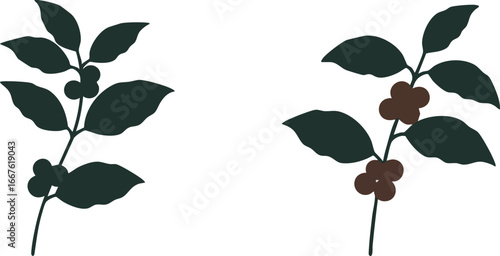 Coffee Plant Branch Illustration with Berries and Leaves leaf berry vector silhouette