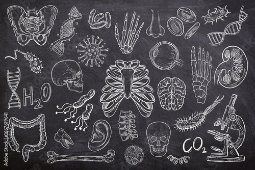 Biology element set on black background. Sketch of brain, bacteria, virus kidneys, intestines, blood, teeth, ear, nose, skull, skeleton, chromosome, eye on chalk board. Hand drawn of biology lesson