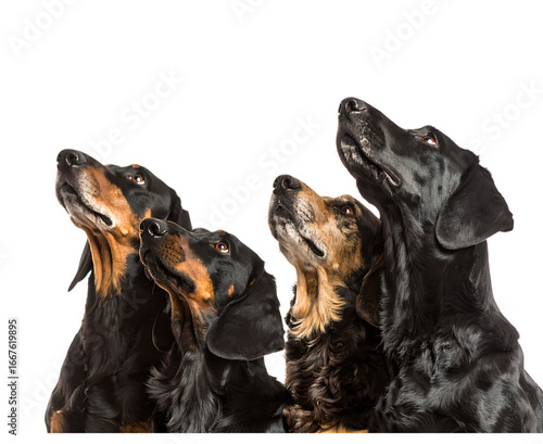 Dachshund dogs looking up isolated on transparent background