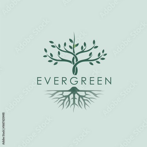 Evergreen nursery logo design vector illustration.