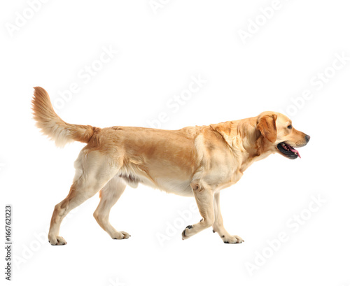 Golden retriever dog standing isolated on transparent background