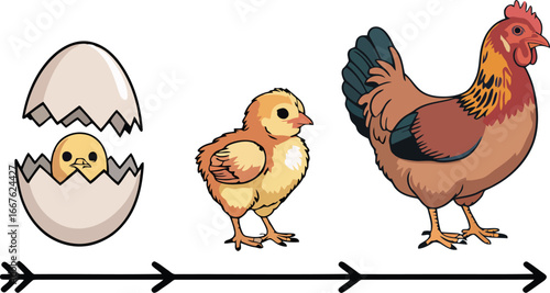 Chicken life cycle from egg to adult hen hatching