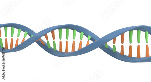 The Double Helix Structure of Deoxyribonucleic Acid Represents the Blueprint of Life