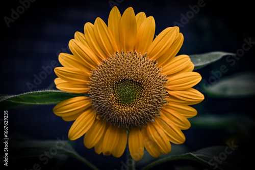sunflower on black background