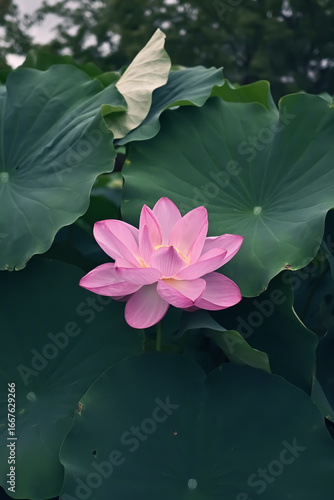 pink water lily