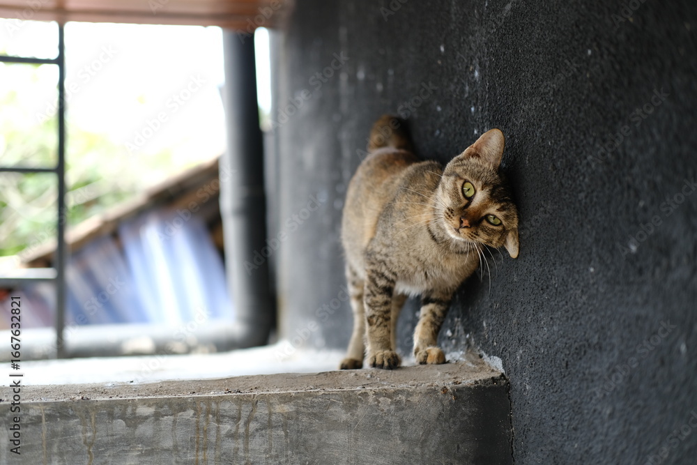 Obraz premium Striped Gray Street Cat Rubbing Against Rough Wall