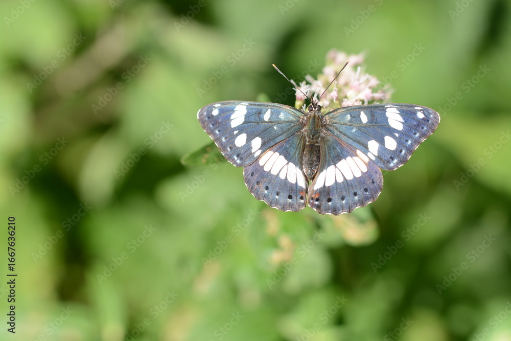 Naklejka premium Limenitis reducta | Sylvain azuré