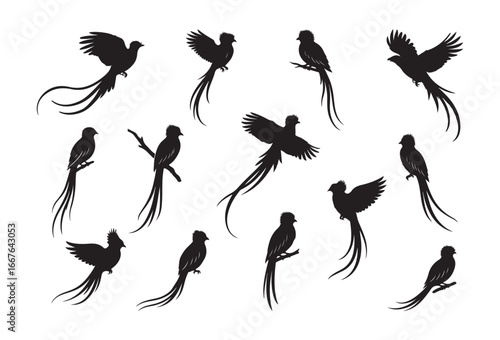 Resplendent Quetzal Silhouette Vector Set