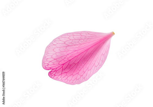 Delicate pink flower petal, showcasing intricate vein patterns against a stark black background.