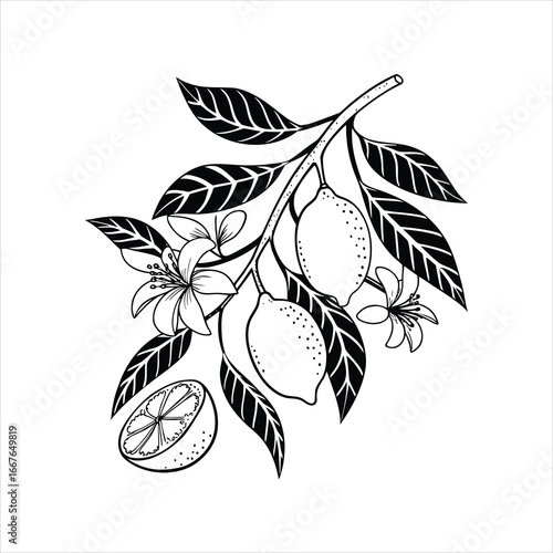 black and white lemon fruits