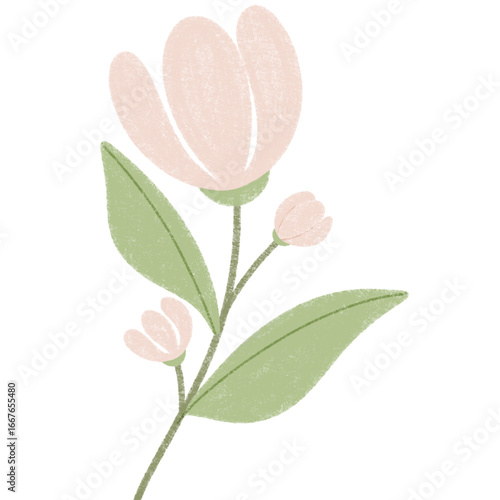 pink flower isolated on white