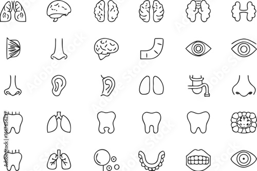 Human anatomy icons set internal and external organs medical vector illustration