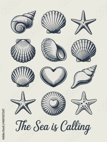 Vector illustration of Collection of seashells and starfish with text The Sea is Calling conch