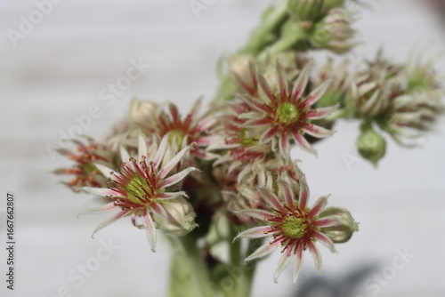 Rojnik ciemnozielony Sempervivum