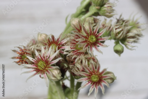 Rojnik ciemnozielony Sempervivum