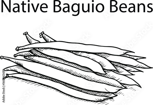 Baguio Beans and Sitaw Hand Drawn Vector Illustration – Botanical Filipino Vegetables Sketch