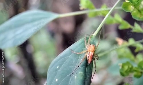 Closeup Macro Capture of a Colorful Lynx Spider on a Leaf with a Detailed Striped Body