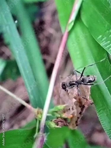 Detailed Beautiful Macro Closeup of Black Ant Crawling on Green Leaf in Natural Habitat
