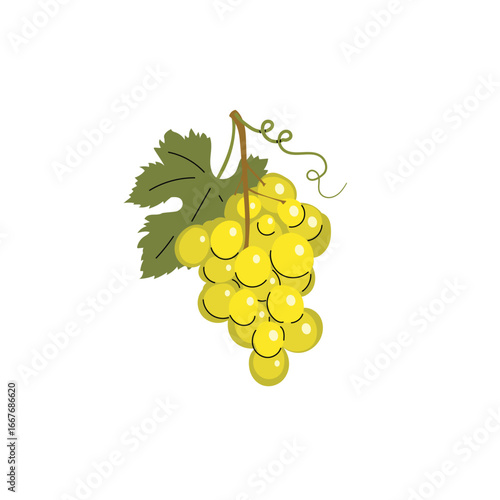 Ripe green grape with leaves. doodle flat modern style drawing. Autumn harvest and wine shop design. Healthy fruit. Vector illustration.