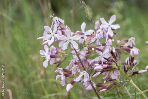 Crow soap (Saponaria officinalis) in bloom.
