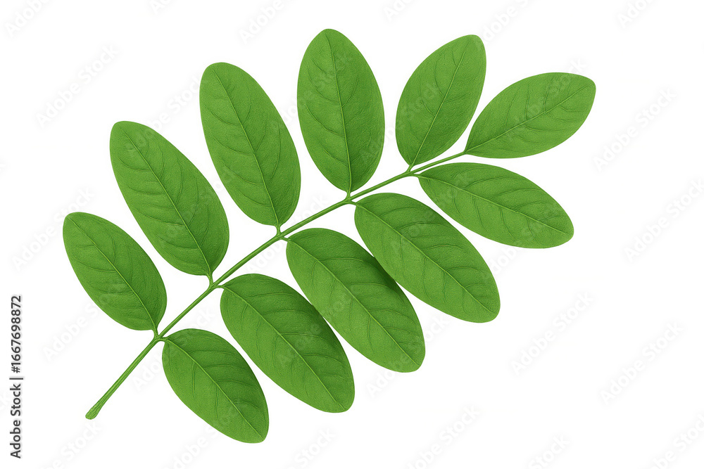 Fototapeta premium Pinnately compound leaf isolated on transparent background, showing multiple leaflets attached to a central stem, creating a lush, vibrant foliage element