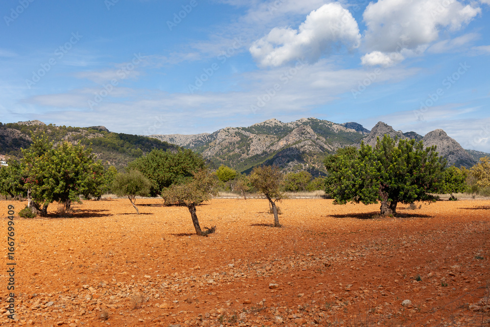 Fototapeta premium Mallorcinische Landschaft - Tramuntana