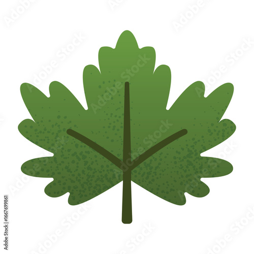 Green maple leaf illustration with textured details and simple flat style. Natural botanical symbol for eco, forest, and organic design concepts.