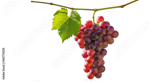 bunch of grapes