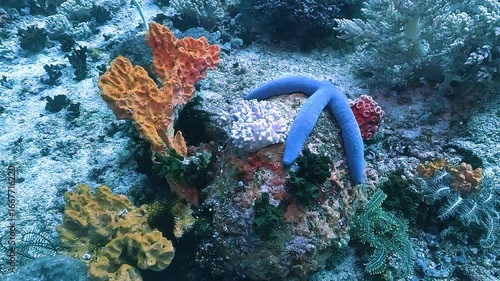 Magnificent coral structures with a vibrant blue sea star – Linckia laevigata – resting on the reef floor of Apo Island, Philippines. Check my portfolio for more reef footage.