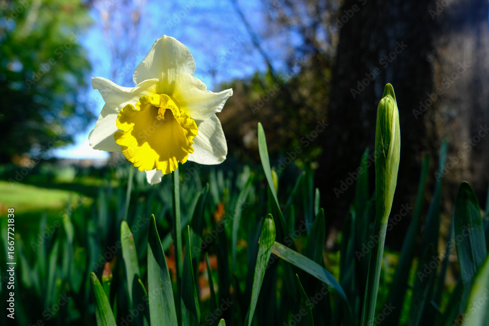 Obraz premium Close-up of a single bloomed beautiful yellow daffodil flower in a cluster, standing tall in a garden in early spring in Christchurch New Zealand